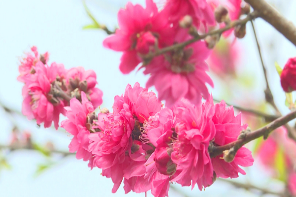 陽江春日的花花世界
